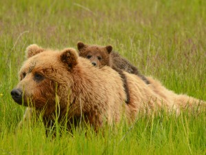 Grizzly bear sow and cub