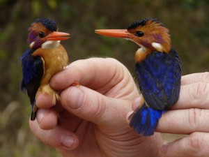 African Dwarf kingfisher migrantbirdsinafrica blogspot com au