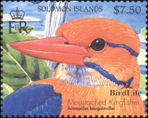 Moustached kingfisher www  monitoringmatters org