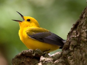 Prothonotary Warbler 4840 Ennis