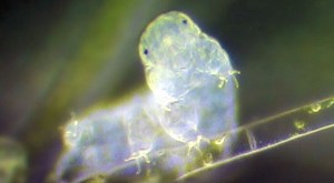 A light micrograph of a tardigrade. Credit: Sinclair Stammers
