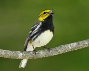 Black-throated Green Warbler © Brian E. Small
