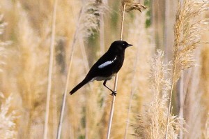Pied Bush Chat © Ron Knight www.flickr.com