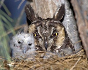 Long-eared Owl © Rick and Nora Bowers/VIREO 