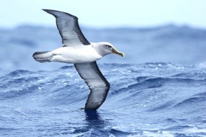 A-Bullers-Albatross-off-the-coast-of-New-South-Wales-Australia.-Credit@Leoviaflickr